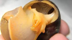Most snails, including the commonly known garden snail, are hermaphrodites. Sexing Mystery Snails Florida Mystery Snails
