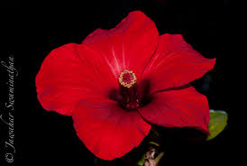 I took a reference code for image classification of male and female firstly , i would like to detect a hibiscus flower(which is done using.weights file and opencv using darkflow) and then classify male and female parts of that. Anatomy Of A Hibiscus Part 2 Extreme Macro Juridicious