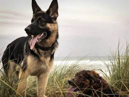 Straight backs, long bodies and phenomenal temperaments suitable for any home. 10 Brilliant German Shepherd Colors Coats Markings