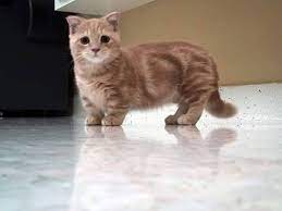 Munchkin merupakan jenis kucing yang sangat terkenal di berbagai belahan dunia. Kucing Munchkin Nama Saintifik Kedai Kucing Online Facebook