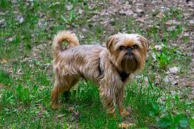 Sale $49.99 regular price $59.99. Brussels Griffon Info Pictures Care Guide Temperament Traits Pet Keen