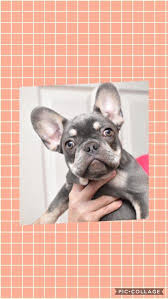 Lilac and platinum frenchies at 11weeks. Kc French Bulldog Puppies Lilac Chocolate And Tan Carrying Cream In Coalville Dogsandpuppies Co Uk