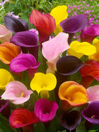 Image result for Zantedeschia