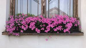 Image result for ostruhatka