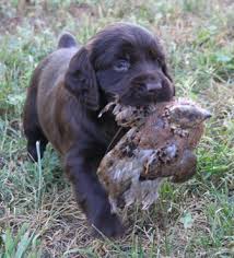 Located in sumter, sc, kim parkman can assist you with your training needs. Boykin Spaniel Info Temperament Puppies Pictures