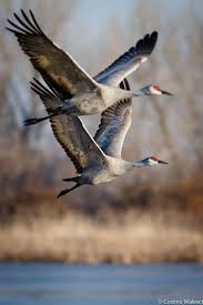 Canadian Geese Hayvan Hayvanlar Alemi Ve Kus