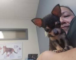 That is, to have a lovely puppy, you don't will need to pay a single penny. West Seattle Crime Watch Dog Stolen At Gunpoint West Seattle Blog