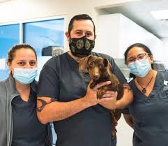 Meet marina, a dachshund dog for adoption, at dachshund rescue south florida in weston, fl on petfinder. Dachshund Rescue South Florida Fundrazr