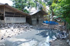 Download now beternak bebek intensif dan tradisional download now 12 cara membuat kandang bebek petelur kapasitas 1 000 ekor. Persiapan Kandang Bebek Untuk Peternak Pemula Pertanianku