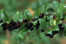 Hardy to zone five, this very drought tolerant species inhabits various habitats, such as dry sandy pinelands. Great Plant Picks Unbeatable Plants For The Maritime Northwest Garden