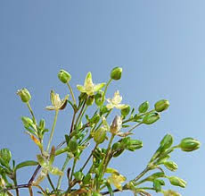 Image result for Sagina abyssinica