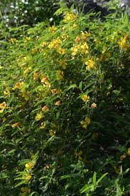 Image result for Chamaecrista polytricha