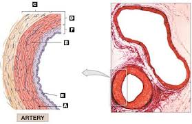 Blood vessel, a vessel in the human or animal body in which blood circulates. Reviewing Facts Terms Labeling
