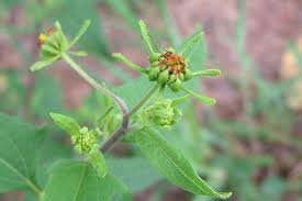 Image result for Sigesbeckia