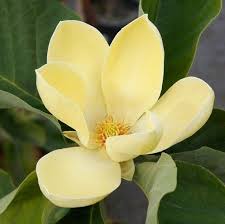 30 Butterflies Yellow Magnolia Flower Seed Por Fancygarden En Etsy Magnolia Flower Beautiful Flowers Amazing Flowers