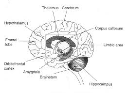 Brain Diagram Labeled 3 Best Images Of Simple Brain Diagram And Functions Brain Brain Diagram Human Brain Diagram Human Anatomy Chart