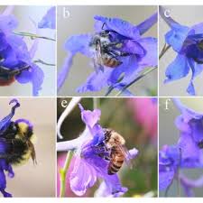 Image result for Sherbournia bignoniiflora