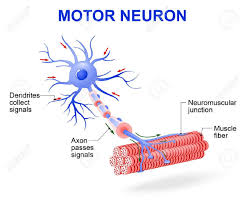 Structure Of Motor Neuron Vector Diagram Include Dendrites Motor Neuron Neuron Diagram Neurons