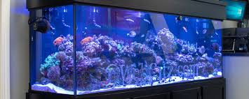 Has anyone made their own decor for your tank? Custom Aquariums Glass Fish Tanks Diy Aquariums Saltwater Aquariums