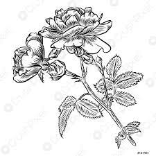 Blumen Handgezeichnete Rosen Für Die Dekoration Vektor - Stock-Vektorgrafi  | Crushpixel