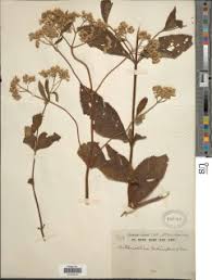 Image result for Bothriocline longipes