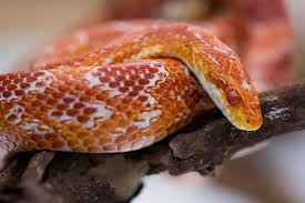 24 Beautiful Corn Snake Morphs Colors And Prices With