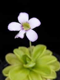 Image result for Bertiera angusiana