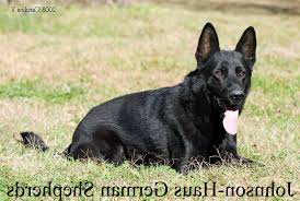 Male german shepherd pup born 4/4/21. Black German Shepherd Puppies For Sale In Nc Petsidi