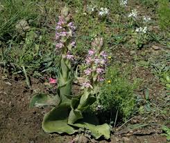 Image result for Satyrium macrophyllum