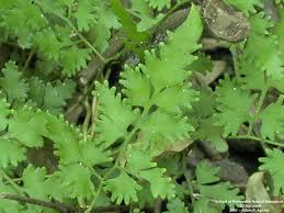 Image result for Lygodiaceae