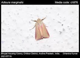 Image result for Mohria marginalis