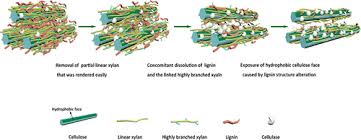Check spelling or type a new query. Synergetic Dissolution Of Branched Xylan And Lignin Opens The Way For Enzymatic Hydrolysis Of Poplar Cell Wall Journal Of Agricultural And Food Chemistry X Mol