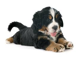 Bernese mountain dog puppy northern ca. 1 Bernese Mountain Dog Puppies For Sale In California