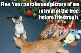 Cat And The Christmas Tree Funny Kitten Meme