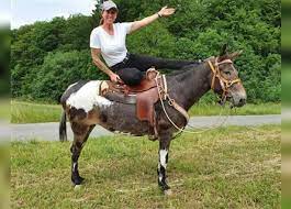 Stylight.com has been visited by 100k+ users in the past month Mule For Sale Ehorses Com