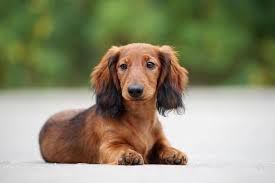 This crochet dog can be a wonderful gift for collectors or those who love dogs. Long Haired Dachshund Care Guide Colors Temperament And More Perfect Dog Breeds