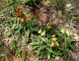 Image result for Crossandra mucronata