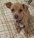 Jack Russell Chihuahua Mix White
