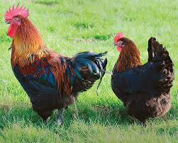 Marans Noire Cuivree La Ferme De Beaumont Les Poules De Gra