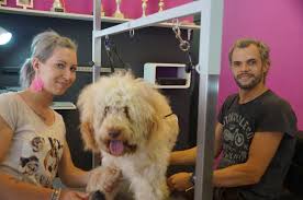 Eine hochzeit im fernsehen, das lehrt die erfahrung, ist in der regel entweder langweilig oder schlimm anzusehen. Lehre Beim Weltmeister Leibnitzerin Kennt Uber 460 Hunderassen Leibnitz