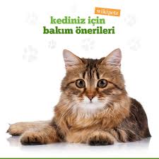 Coolpetz Adli Kullanicinin Wikipetz Hayvanlar Animals Panosundaki Pin Kedi Hayvanlar Ve Hayvan