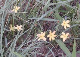 Image result for Menodora heterophylla