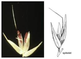 Image result for Arundinella nepalensis