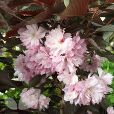 Cherry blossom bonsai tree care guide (prunus serrulata) | bonsai tree gardener. Prunus Royal Burgundy Trees For Sale