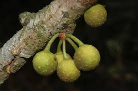 Image result for Ficus ottoniifolia