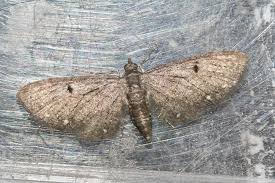 Image result for Eupithecia tripunctaria