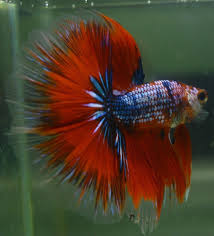 Pin On Betta Fish