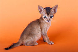 However, it must have a defined coat pattern, so as to be considered a true tuxedo. Cat Coat Genetics Wikipedia