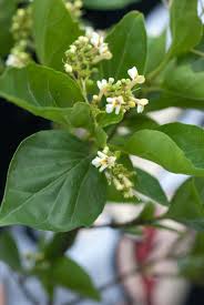 Image result for Premna mooiensis