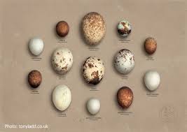 Birds Of Prey Egg Collection Focusing On Wildlife Birds Of Prey British Birds Of Prey Bird Eggs